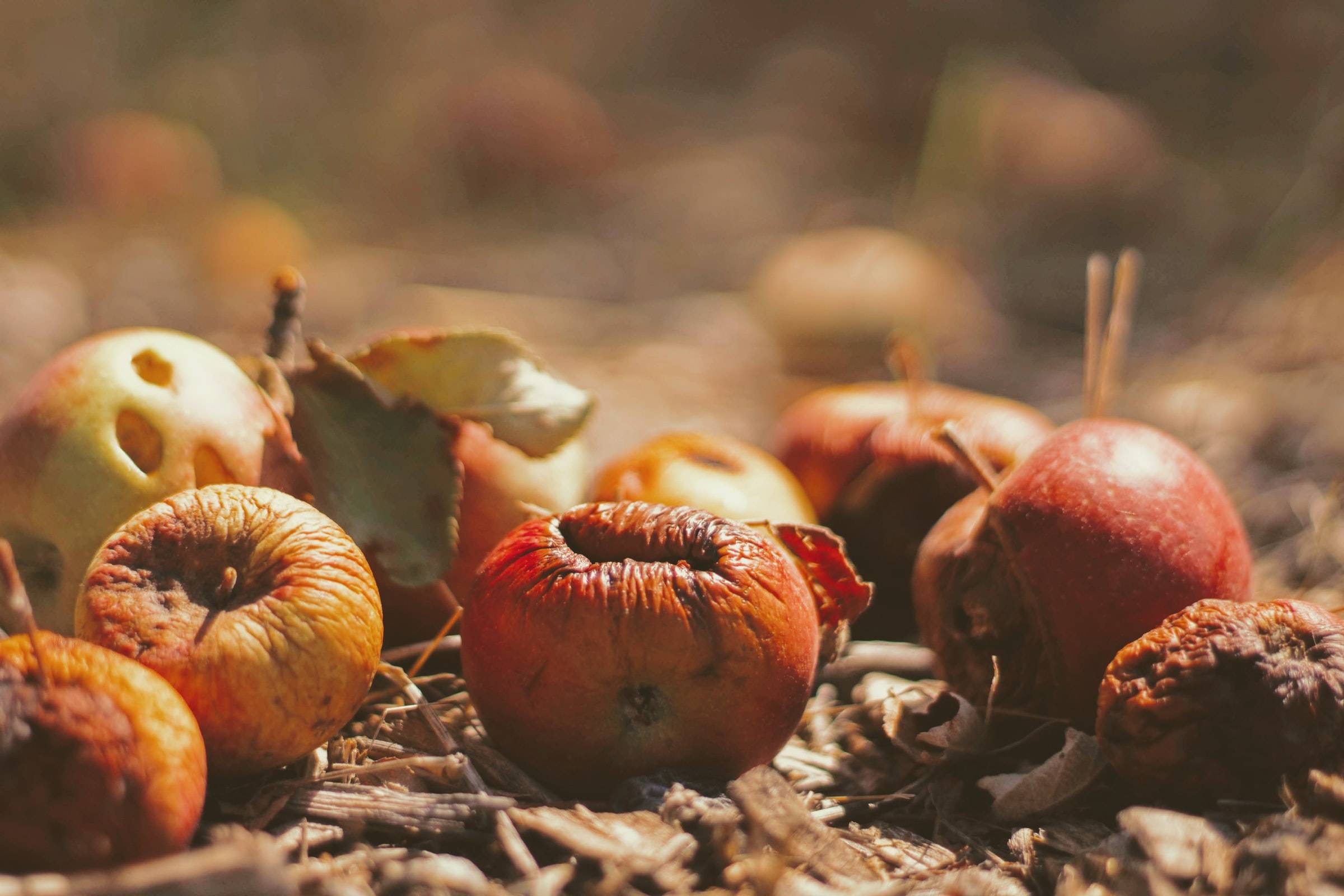 Using natural compounds to fight food waste